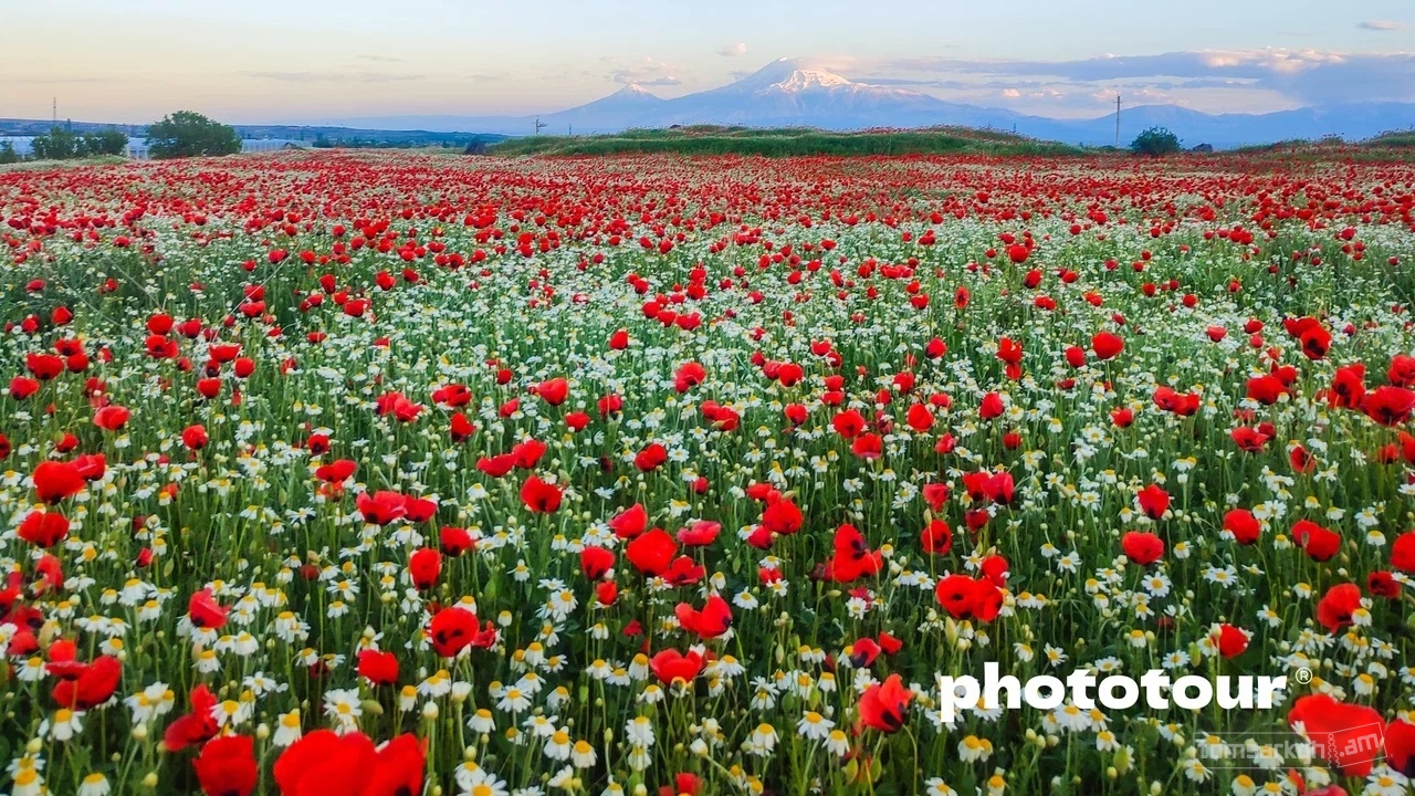 Photo Tour դեպի կակաչների դաշտեր